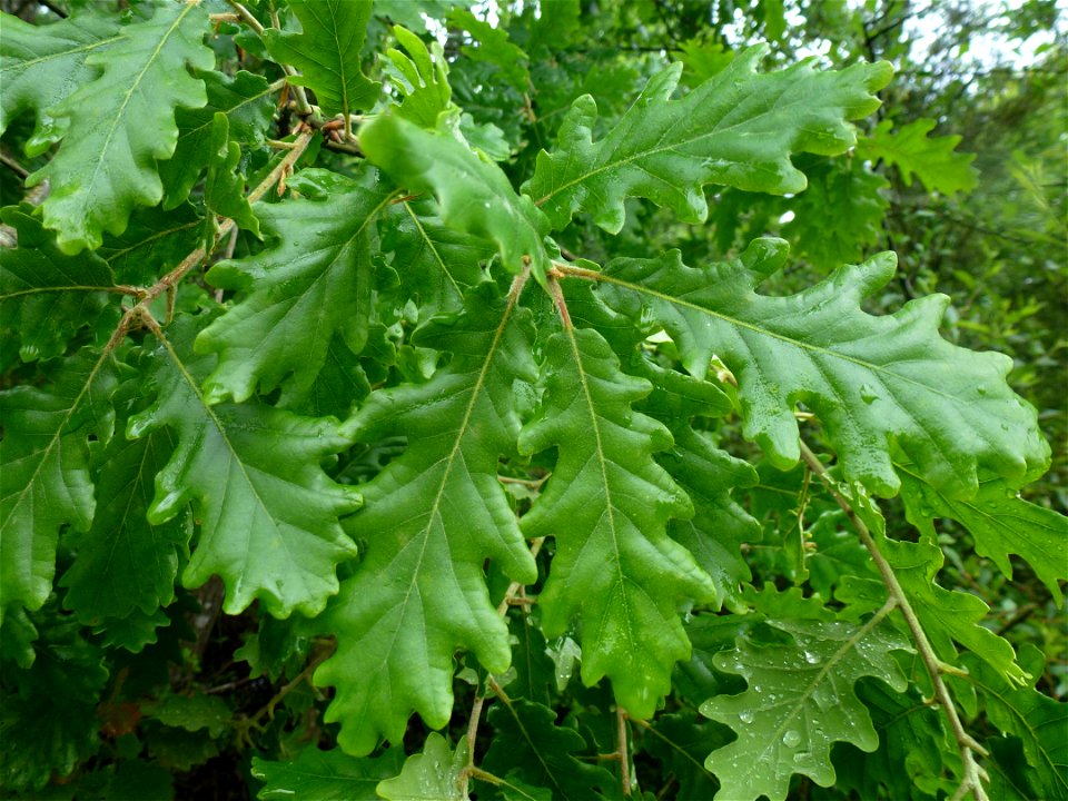 Quercus pubescens Willd., 1805