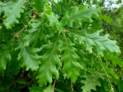 Quercus pubescens Willd., 1805