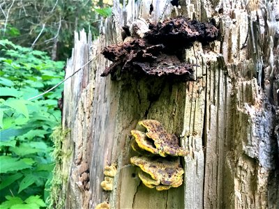 Phaeolus-schweinitzii-broken-stem-Tongass-4