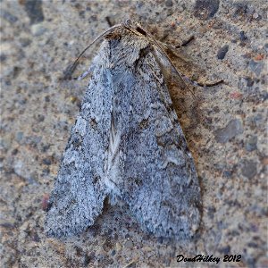 Cutworm Moths and Allies