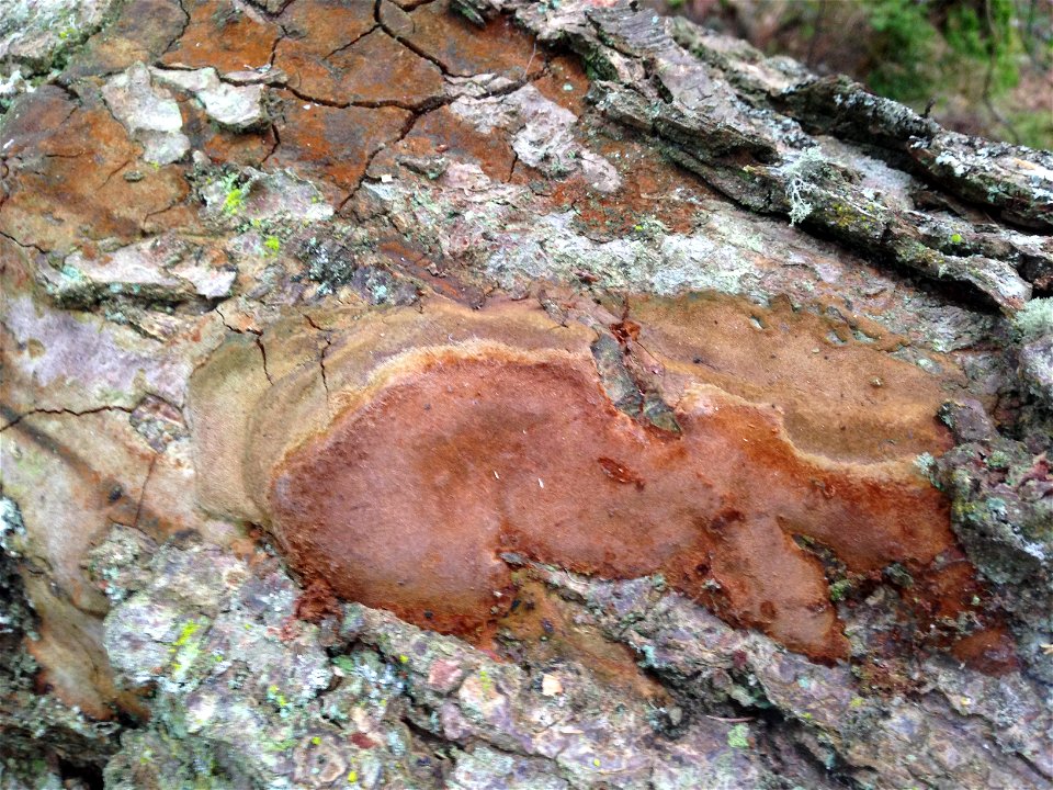 Phellinus-hartigii-AukeRec-Tongass-1