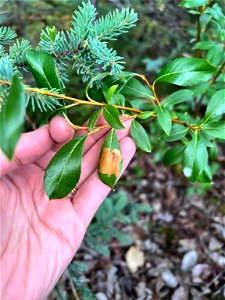 Willow-leafblotch-miner-damage-Coldfoot-Alaska