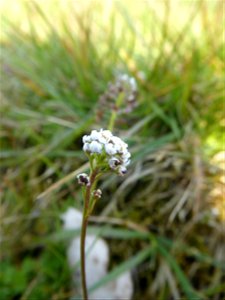 Teesdalia nudicaulis (L.) W.T.Aiton, 1812