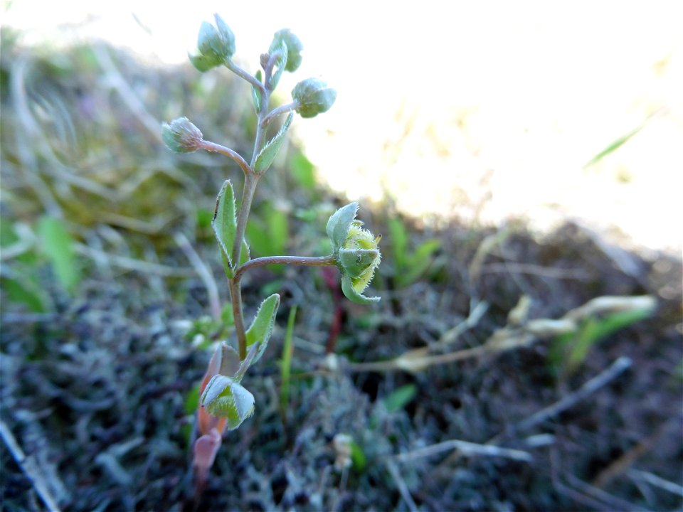 Omphalodes littoralis Lehm., 1818