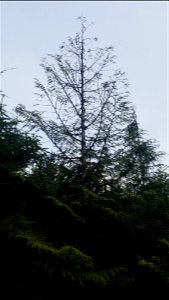 Western-redcedar-topkill-Prince-of-Wales-Island-Tongass-5
