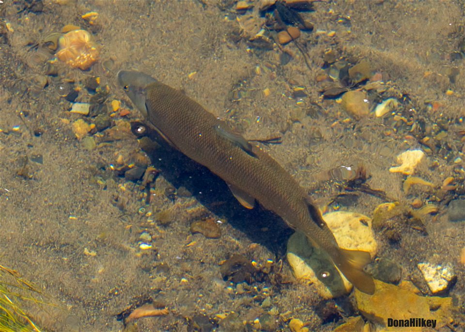 Mountain Whitefish