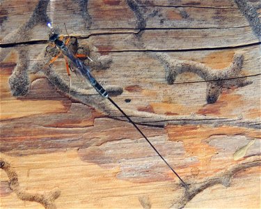 Ichneumon Wasp photo