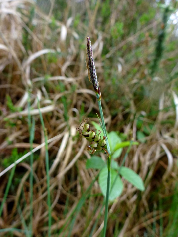 Carex panicea L., 1753