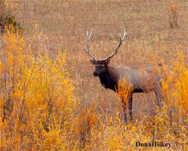 elk-10oct2020-SouthFork-7