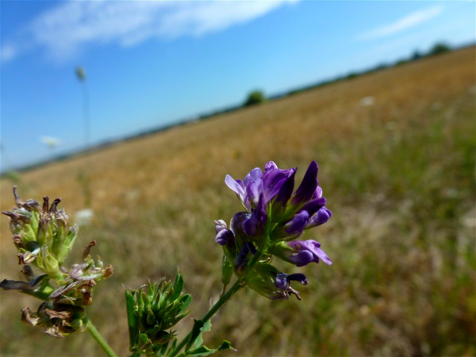 Medicago sativa L., 1753