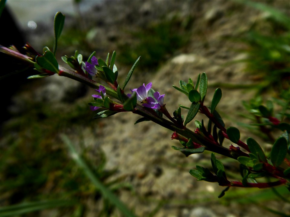 Lythrum tribracteatum Salzm. ex Spreng., 1827