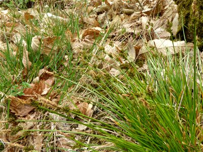 Carex pilulifera L., 1753