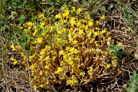 Sedum acre L., 1753