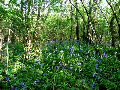 Hyacinthoides non-scripta (L.) Chouard ex Rothm., 1944