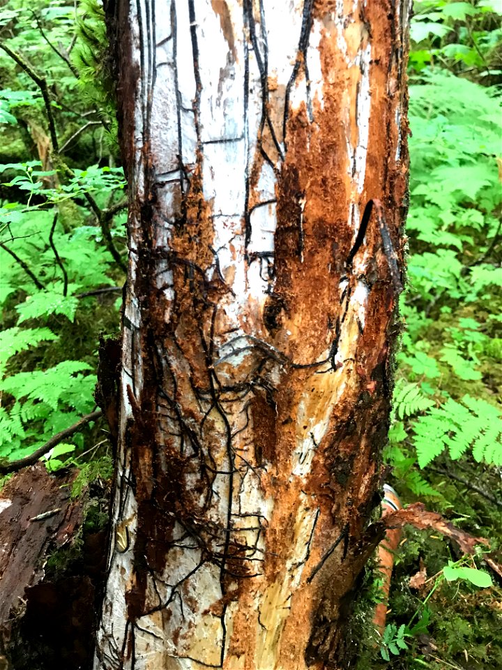 Armillaria-rhizomorphs-mycelial-fan-Tongass-02