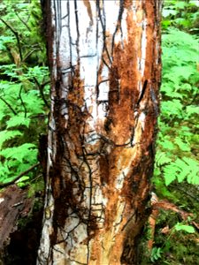 Armillaria-rhizomorphs-mycelial-fan-Tongass-02