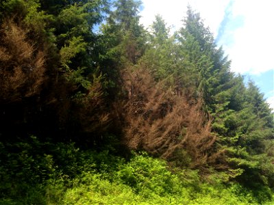Hemlock-canker-symptoms-Prince-of-Wales-IsTongass-1