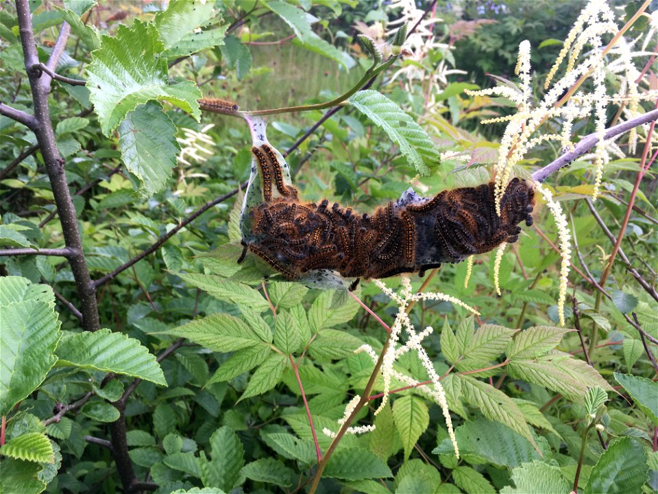 Western-tent-caterpillar-tent-abundant-larvae-Ketchikan-Tongass