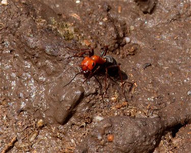 Wood, Mound, and Field Ants