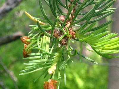 Spruce-budworm-larva-Alaska photo