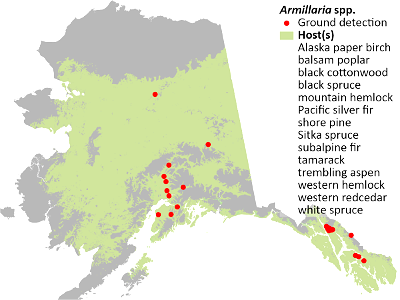 Armillaria-species-detection-map-2022-Alaska photo