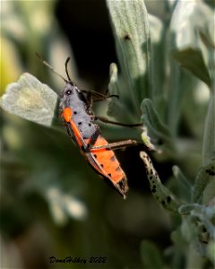 Small Milkweed Bettle