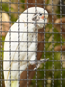 Imprisoned grid zoo photo