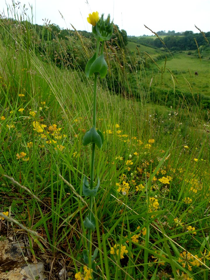 Blackstonia perfoliata (L.) Huds., 1762