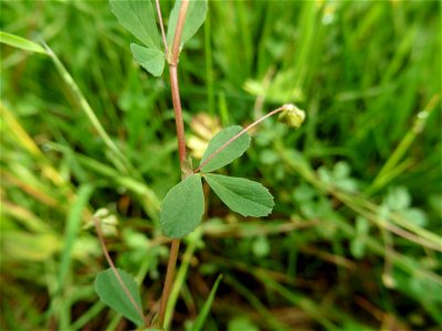 Trifolium micranthum Viv., 1824