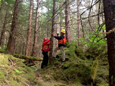 Hemlock-canker-inoculation-trial-Tongass-1 photo