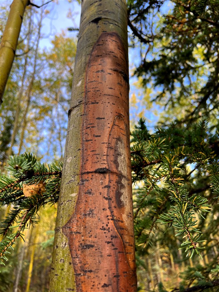 Aspen-running-canker-Chugach