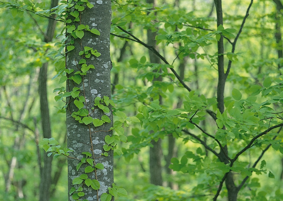 Close up of the ivy covered trunk of a mature tree