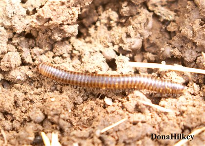 millipede-10may2020-home-web