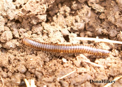 millipede-10may2020-home-web photo