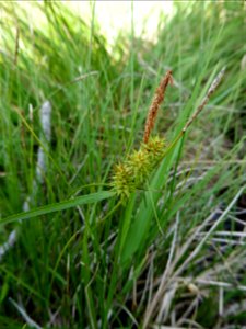 Carex lepidocarpa Tausch, 1834