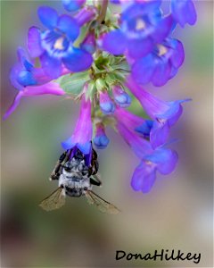 Sheep Creek Beardtongue and Digger Bee photo