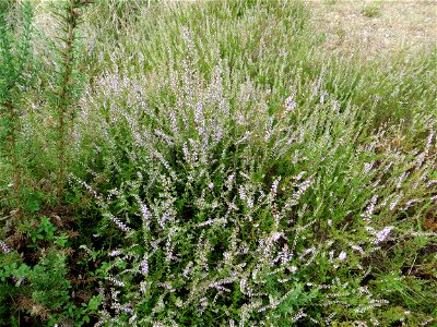 Calluna vulgaris (L.) Hull, 1808