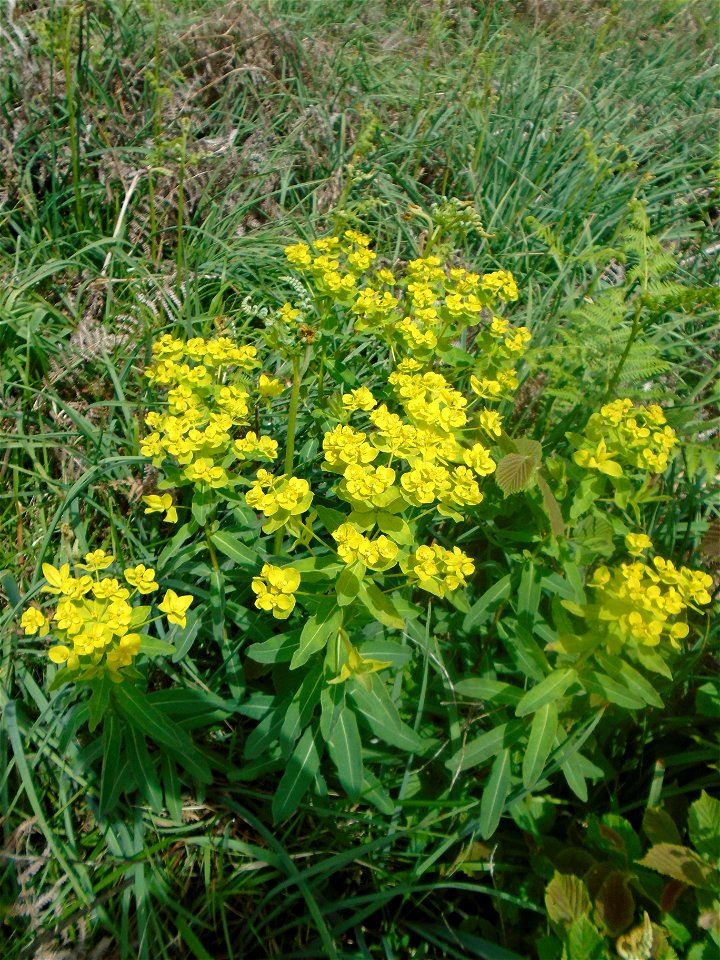 Euphorbia illirica Lam., 1788