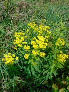 Euphorbia illirica Lam., 1788