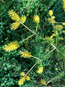 Spruce-needle-rust-infected-foliage-Juneau-Tongass-3