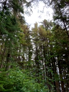 Western-blackheaded-budworm-damage-TongassNF