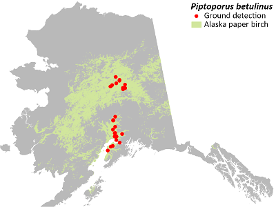 Fomitopsis-betulinum-Piptoporus-betulinus-detection-map-2020-Alaska photo