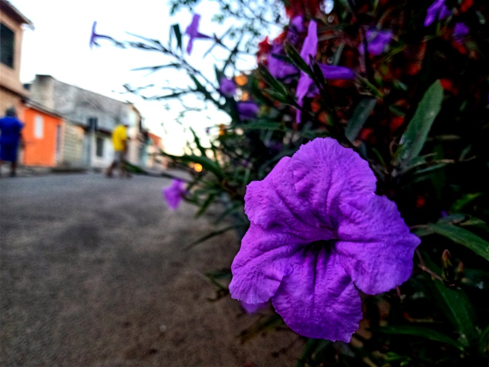 Flor