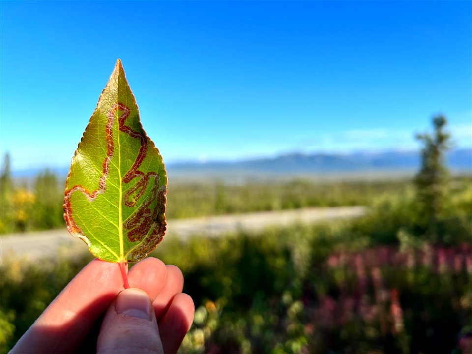 Aspen-leafminer-in-balsam-poplar-Alaska