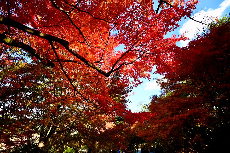 京都宇治平等院鳳凰堂 / Byodoin Hoohdo temple in Kyoto photo