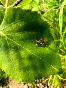 Adult-birch-leafminer-on-leaf-Alaska