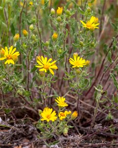 Hairy Goldenaster