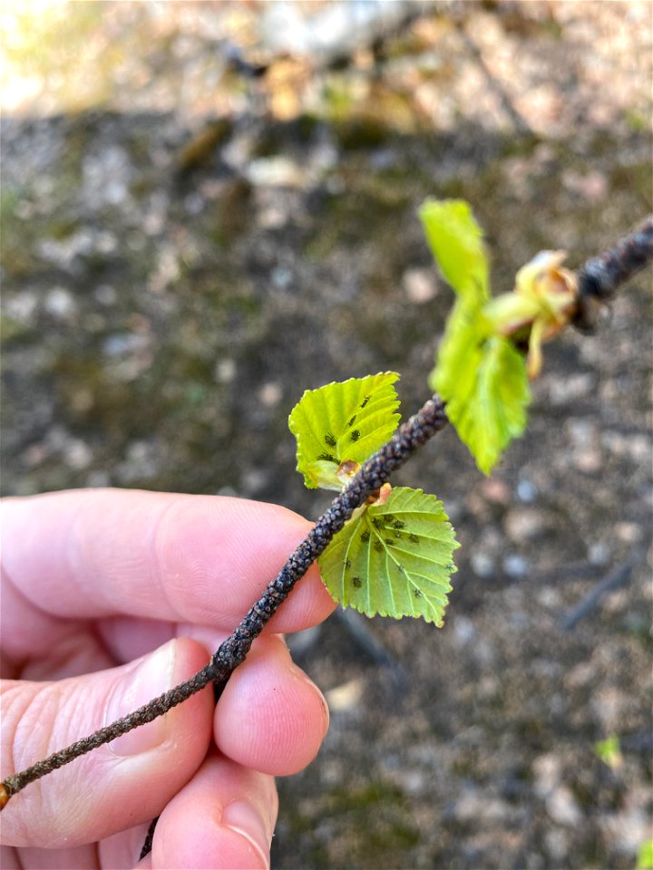 Birch-aphid-budbreak-Fairbanks-2020-Alaska-3