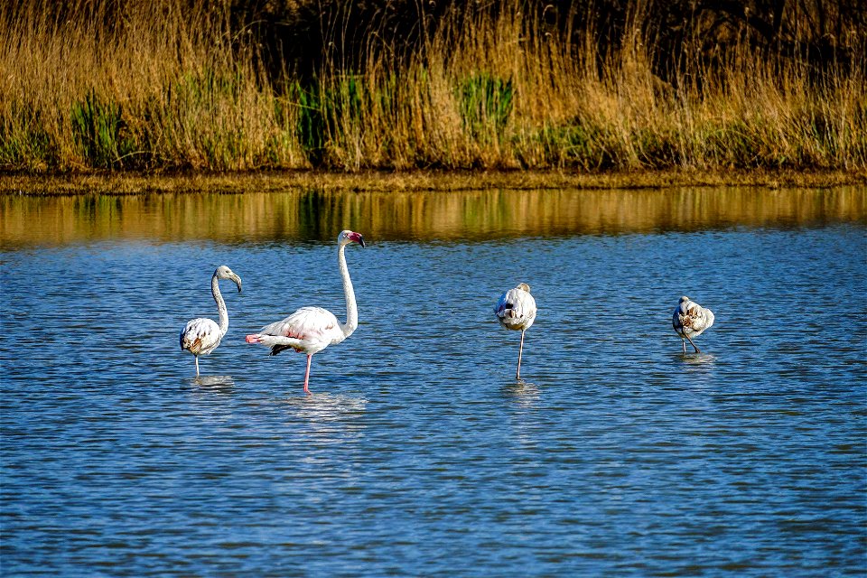08-04-2021 Aiguamolls de l' Empordà