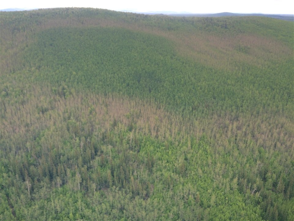 Large-aspen-tortrix-aspen-defoliation-aerial-survey-view-Alaska